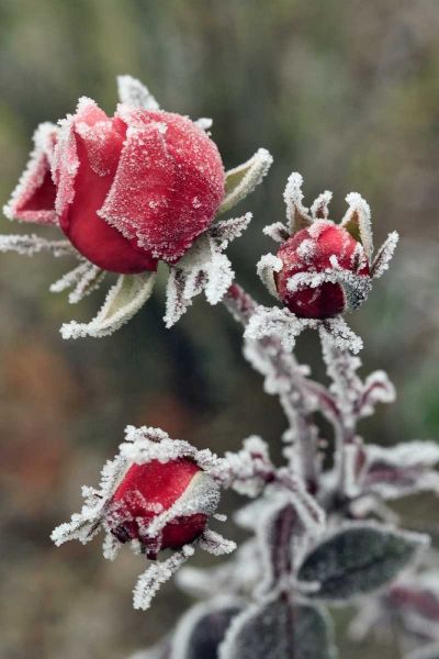 USA, Oregon Roses draped with frost